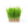 5kg Wheatgrass - Liquid Extract [Glycerine Based]