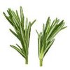 500g Rosemary - Liquid Extract [Glycerine Based]
