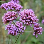5kg Verbena - Liquid Extract [Glycerine Based]