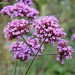 Verbena - Liquid Extracts [Glycerine Based]