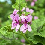 100mL Geranium Bourbon Essential Oil - Madagascan Type