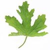 30mL Geranium Leaf Absolute