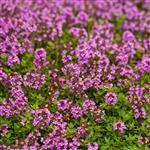 Thyme Red Essential Oil Certified Organic