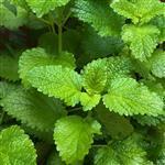 Melissa Leaf 3% in Jojoba Oil - Precious Oil Dilutions