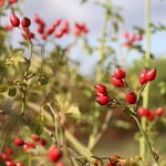 100mL Rosehip (Rosa canina) Virgin Oil