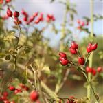 Rosehip (Rosa canina) Virgin Oil