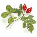 Rosehip (Rosa canina) Virgin Oil - Vegetable, Carrier, Emollients & other Oils