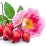 Rosehip (Rosa canina) Virgin Oil - Certified Organic Vegetable & Carrier Oils - ACO 10282P