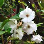 Rosehip Seed Virgin Oil