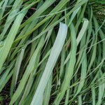 5L Citronella Java Essential Oil