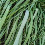Citronella Java - Essential Oils