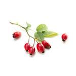 100 ml Rosehip (Eglanteria) Virgin Oil