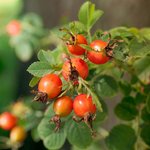 500mL Rosehip (Eglanteria) Virgin Oil