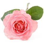 30 ml Rose Otto (Bulgarian) Essential Oil