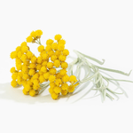 30 ml Helichrysum Certified Organic 3% in Jojoba Oil - ACO 10282P