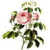30mL Rose Otto Certified Organic 3% in Jojoba Oil