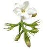 30mL Jasmine Sambac Absolute 3% in Jojoba Oil