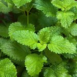 30mL Melissa Leaf 3% in Jojoba Oil