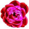 30mL Rose Maroc Absolute 3% in Jojoba Oil
