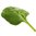 30 ml Spinach Leaf Absolute 3% in Jojoba Oil