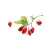 17g Rosehip - Liquid Extract [Glycerine Based]