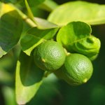1kg Lime Premium Cold Pressed Oil
