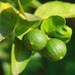 Lime Premium Cold Pressed Oil Essential Oil