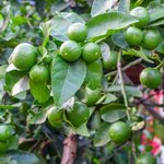 30mL Lime Natural Blend Cold Pressed Oil