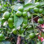 Lime Natural Blend Cold Pressed Oil Essential Oil