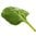 20 LT Spinach Leaf Absolute 3% in Jojoba Oil