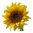 100 ml Sunflower Refined Certified Organic Vegetable Oil - ACO 10282P