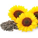 17 ml Sunflower Refined Certified Organic Vegetable Oil - ACO 10282P                                