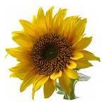 1 LT Sunflower Refined Certified Organic Vegetable Oil - ACO 10282P