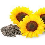 Sunflower Refined Oil - Certified Organic Vegetable & Carrier Oils - ACO 10282P