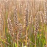 Wheatgerm Refined Oil - Certified Organic