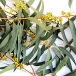 1kg Eucalyptus Kochii Australian Essential Oil
