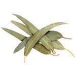 500 g Eucalyptus Kochii Australian Essential Oil