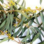 Eucalyptus Kochii Australian Essential Oil