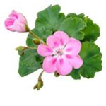 100 ml Rose Geranium Natural Blend Essential Oil