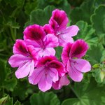 1kg Rose Geranium Natural Blend Essential Oil
