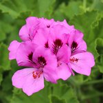 20L Rose Geranium Premium Natural Blend Essential Oil {Packaging - 4 x 5LT}