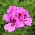 Rose Geranium Premium Natural Blend Essential Oil