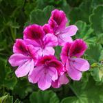Rose Geranium Natural Blend Essential Oil