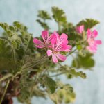 1kg Rose Geranium Premium Essential Oil