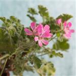 Rose Geranium Premium Essential Oil