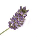 100 ml Lavender Australian Oil