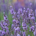 17mL Lavender Australian Essential Oil