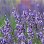 Lavender Australian Essential Oil