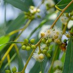 30mL Eucalyptus Blue Gum 60-65 Essential Oil