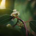 6 ml Eucalyptus Blue Gum 80-85 Essential Oil                                                        